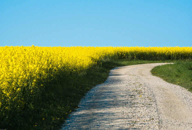 Grusväg kantad av blommande rapsfält